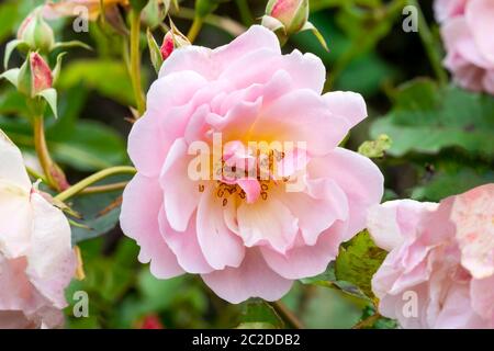 Rose 'Felicia' une fleur d'été de printemps rose grimpant semi-vert arbuste Banque D'Images