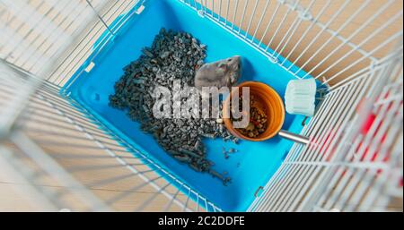 Vue de dessus du hamster à l'intérieur de la cage Banque D'Images