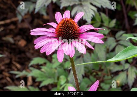 Echinacea purpurea 'Pagnus' plante herbacée rose pourpre vivace été automne fleur communément connue sous le nom de conefleet Banque D'Images