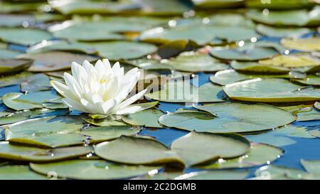 Fleur de lotus blanc et nénuphar luxuriant feuillage sur surface de l'eau de lac naturel Banque D'Images