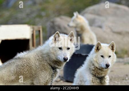 Schlittenhunde im Polarsommer, Tasiilaq, Ostgrönland Banque D'Images