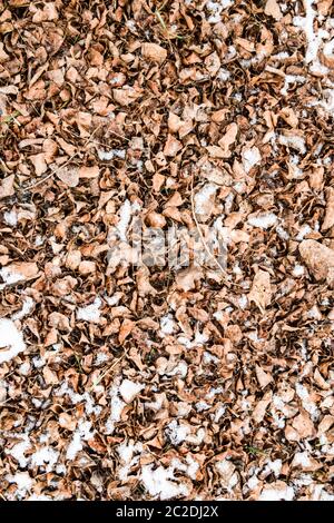 Sécher les feuilles tombées sur le sol. Les feuilles légèrement recouvert de neige. Arrière-plan de feuilles, de texture. Banque D'Images