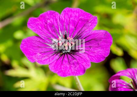 Géranium 'Anne Thomson' plante herbacée rose magenta de printemps d'été, communément connue sous le nom de cranesbill Banque D'Images