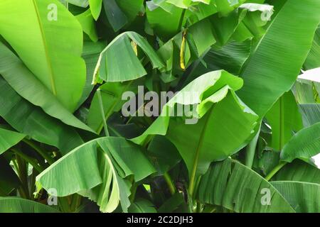 Les plantes de banane gros plan Banque D'Images