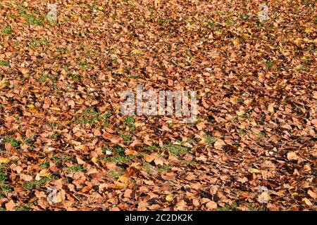 Arrière-plan de texture à partir de feuilles d'un peuplier. Un tapis d'automne feuillage d'automne jaune. la tournée des feuilles sèches d'un peuplier Banque D'Images