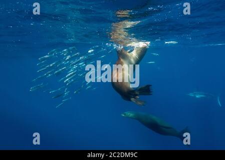 Les lions de mer de Californie chassant les sardines. Banque D'Images