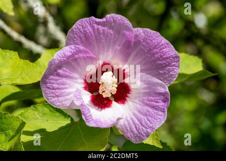 Hibiscus sinosyriacus 'Lilac Queen' plante de fleur rose lilas printanière d'été communément connue sous le nom de rose de Sharon ou de mérelle rose Banque D'Images