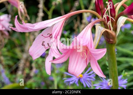 Crinum x powellii plante de fleur rose de la fin de l'été communément connue sous le nom de nénuphars Banque D'Images