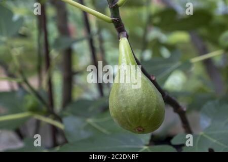 Fig (Ficus carica) sur l'arbre Banque D'Images