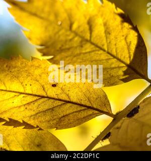 des feuilles d'automne brillantes sur une branche en gros plan, illuminées par le soleil Banque D'Images