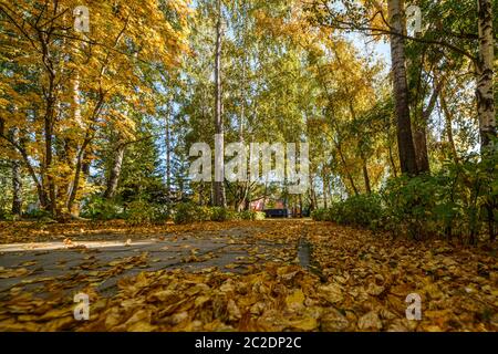 Ville Parc d'automne avec arbres et feuilles mortes sur les allées et le sol Banque D'Images