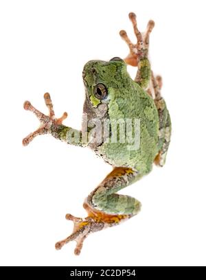 Un gris Treefrog hyla versicolor sur un fond isolé. Banque D'Images