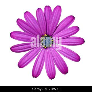 Des fleurs daisy africains isolé sur fond blanc, gros plan Banque D'Images