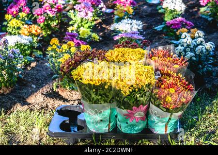 Fleurs de chrysanthème dans des pots près du jardin prêt à être planté dans le sol Banque D'Images