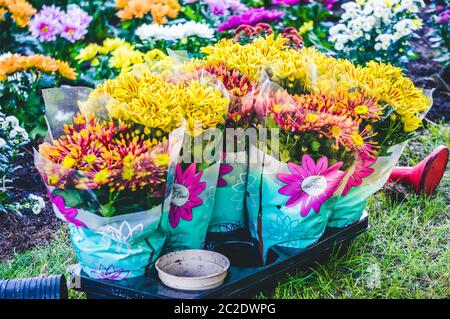 Fleurs de chrysanthème dans des pots près du jardin prêt à être planté dans le sol Banque D'Images