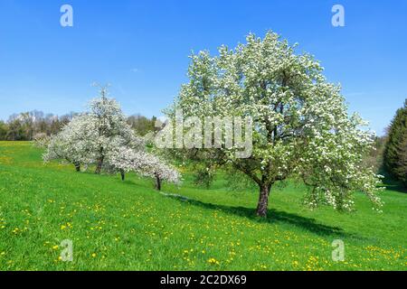 Fleurs d'arbres fruitiers sur une prairie en pente avec des pissenlits jaunes au printemps Banque D'Images