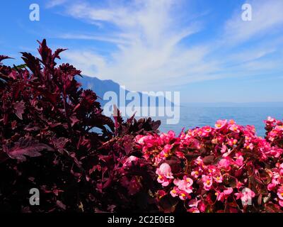Fleurs rougeâtres à la promenade de Montreux en Suisse Banque D'Images