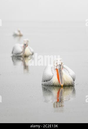 Pélicanes dalmates en hiver (Pelecanus Crispus) Banque D'Images
