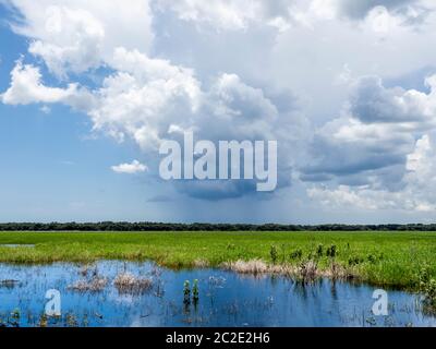 Orage au-dessus du parc national de Myakka River à Sarasota, Floride, aux États-Unis Banque D'Images