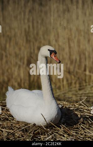 cygne blanc assis sur un nid Banque D'Images