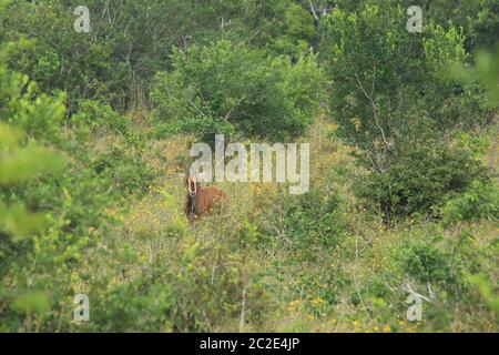 Antilope de sable dans la réserve nationale des Shimba Hills Banque D'Images