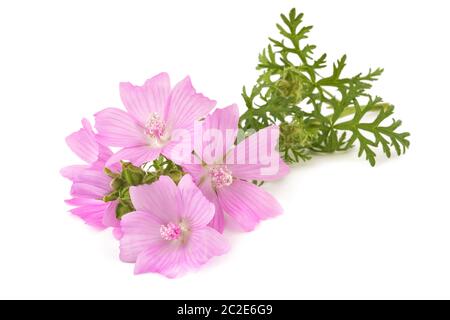 fleurs de mousche plus grandes isolées sur fond blanc Banque D'Images