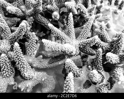 Gros plan monochrome des coraux Staghorn exposés au-dessus de la surface de la mer pendant une marée basse extrême à l'île de KaNyaka, dans le sud du Mozambique Banque D'Images