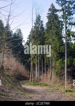 Chemin de Forset dans le Harz par Bad Lauterberg Banque D'Images