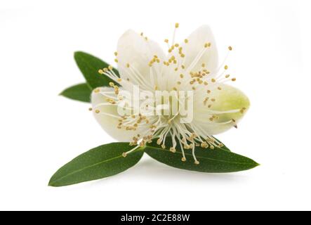 Fleur de myrte isolée sur blanc Banque D'Images