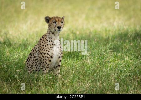 Le Guépard est assis dans l'herbe haute à l'ombre Banque D'Images