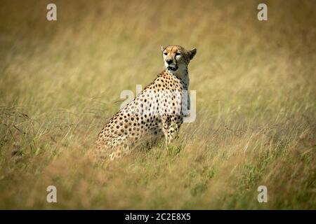 Le guépard se trouve à la tour dans l'herbe haute Banque D'Images