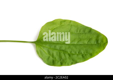 Feuilles de plantain à feuilles larges isolées sur fond blanc Banque D'Images