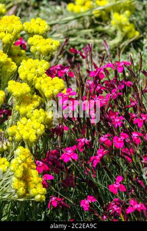 Helichrysum Dianthus Rubin Banque D'Images