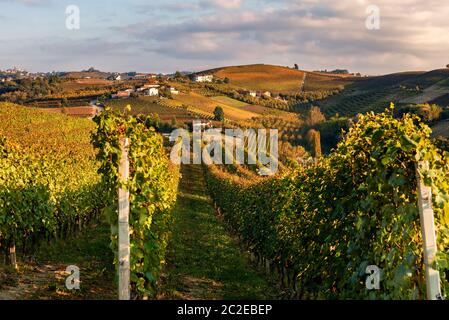 Belles vignes automnales sur une ligne qui poussent sur les collines du Piémont, Italie du Nord. Banque D'Images