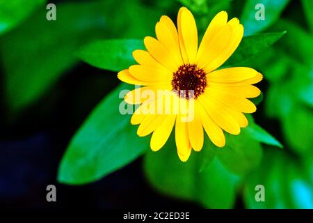 Dimorphotheca ecklonis ou Osteospermum, également connu sous le nom de cape marguerite, la Marguerite de Van Staden ou le dimanche, la pâquerette bleue et blanche, étoile du veldt Banque D'Images