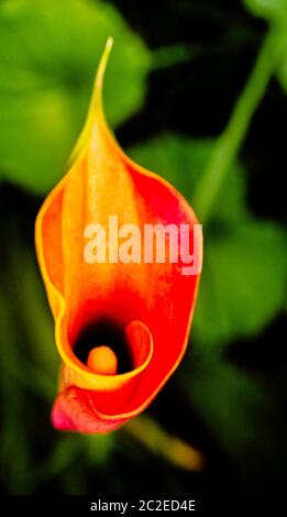 Zantedeschia aethiopica aussi connu sous le nom de nénuphars et le nénuphars est une espèce de la famille des Araceae Banque D'Images