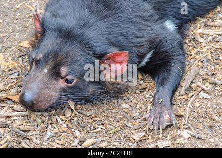 Le Diable de Tasmanie est le plus grand marsupial carnivore survivant - Healesville, Victoria, Australie Banque D'Images