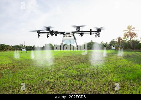 Un drone agricole vole pour pulvériser de l'engrais sur les champs de riz Banque D'Images