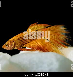 Macro de fermeture de poisson jaune or betta isolée sur fond noir Banque D'Images