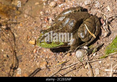 Bullfrog américain, Rana catesbeiana, dans le parc national du lac Patagonia, Arizona Banque D'Images