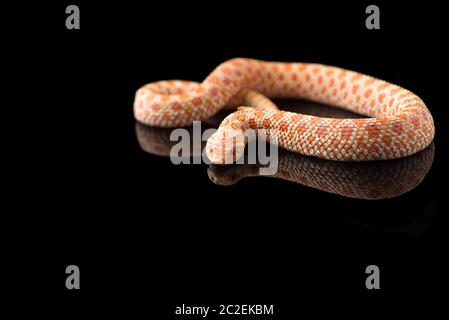 Serpent hognose Albino isolé sur fond noir Banque D'Images