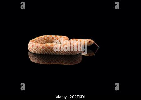 Serpent hognose Albino isolé sur fond noir Banque D'Images