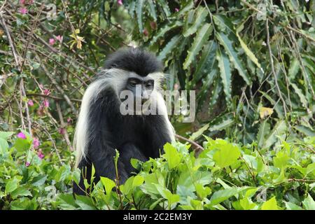 Le singe angolais en colobus mange des feuilles Banque D'Images