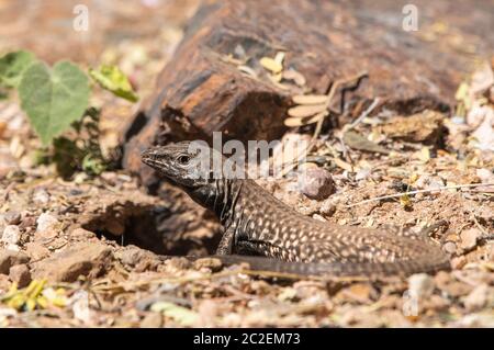 Le tirot de Sonoran, Aspidoscelis tigris punctilinealis, se dresse à l'entrée de sa terrier dans le jardin botanique du désert, Phoenix, Arizona Banque D'Images