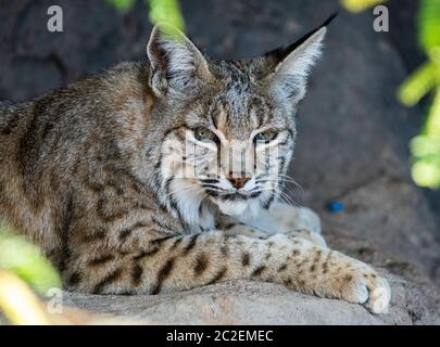 Bobcat, Lynx rufus, se trouve à l'ombre au musée du désert Arizona-Sonora, près de Tucson, Arizona. (Captif) Banque D'Images