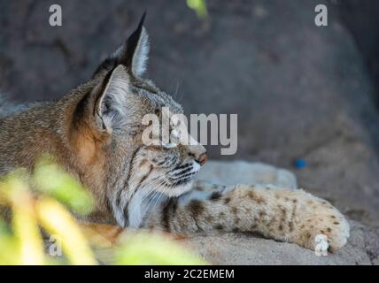 Bobcat, Lynx rufus, se trouve à l'ombre au musée du désert Arizona-Sonora, près de Tucson, Arizona. (Captif) Banque D'Images