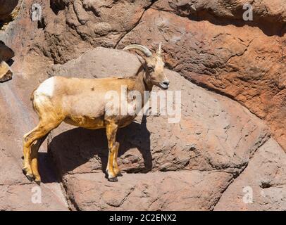 Femelle de la mouchee du désert, Ovis canadensis nelsoni, au musée du désert de l'Arizona-Sonora, près de Tucson, Arizona. (Captif) Banque D'Images