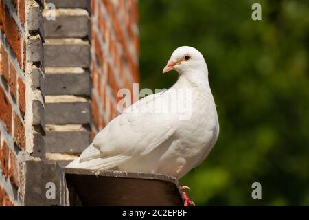 Pigeon blanc (Columba livia domestica) assis sur une corniche en regardant de côté avec un arrière-plan flou Banque D'Images