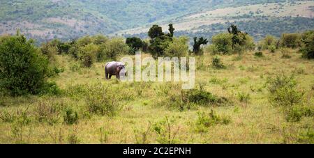 L'hippopotame marche dans la savane Banque D'Images