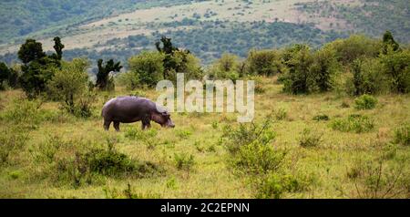 L'hippopotame marche dans la savane Banque D'Images